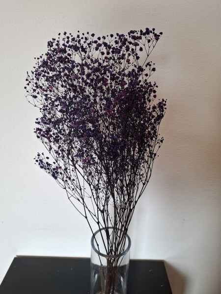 Gypsophily fialova 3